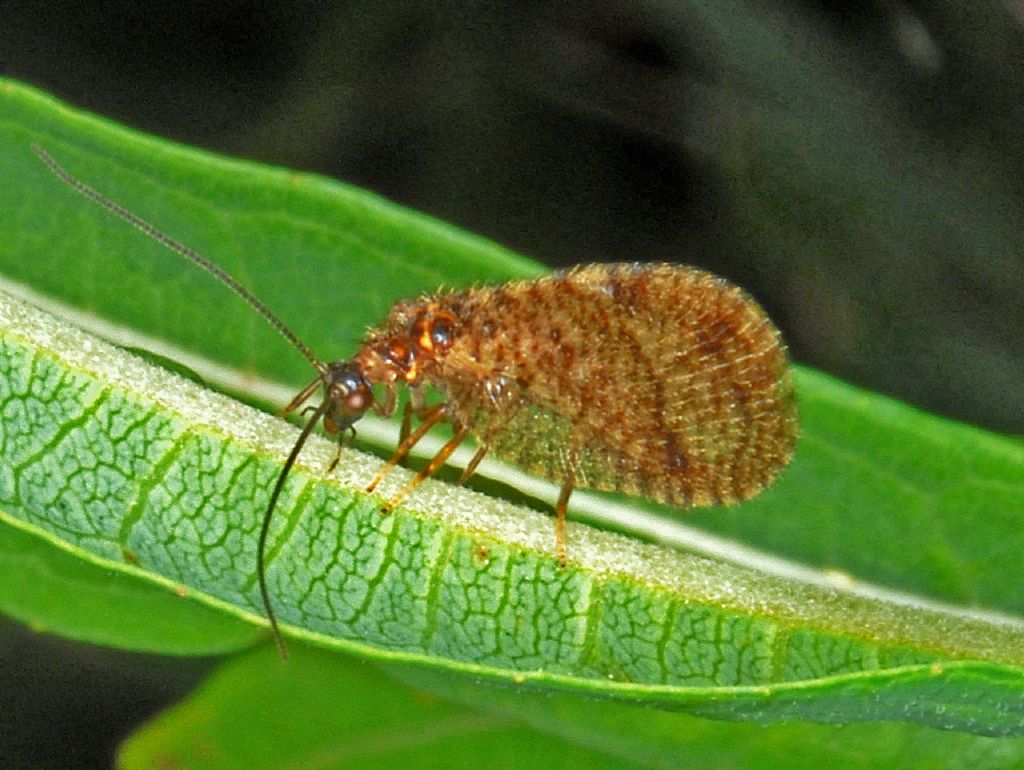 Hemerobiidae: Megalomus cfr. tortricoides